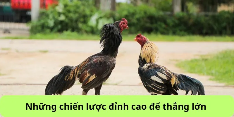 Những chiến lược đỉnh cao để thắng lớn